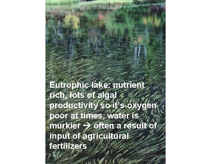 Eutrophic lake: nutrient rich, lots of algal productivity so it’s oxygen poor at times,