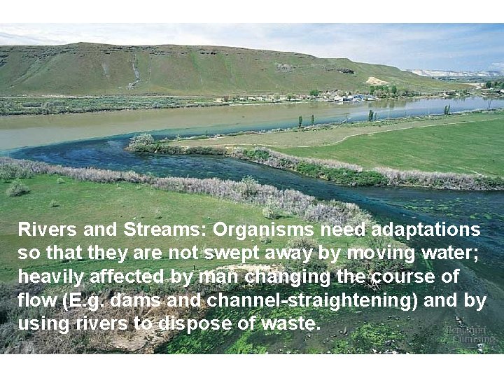 Rivers and Streams: Organisms need adaptations so that they are not swept away by