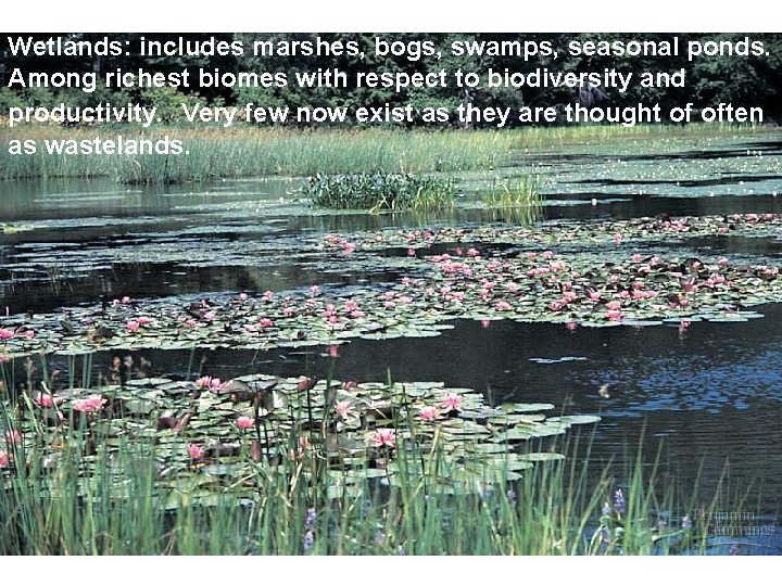 Wetlands: includes marshes, bogs, swamps, seasonal ponds. Among richest biomes with respect to biodiversity