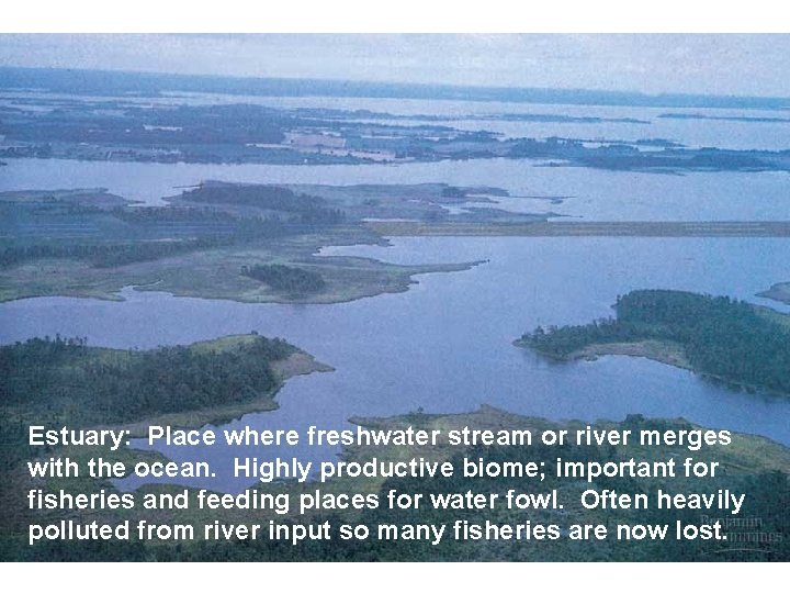 Estuary: Place where freshwater stream or river merges with the ocean. Highly productive biome;