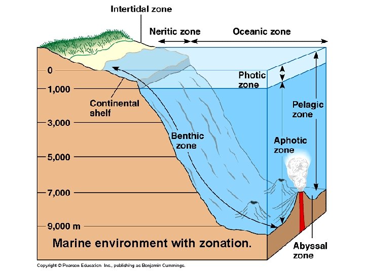 Marine environment with zonation. 