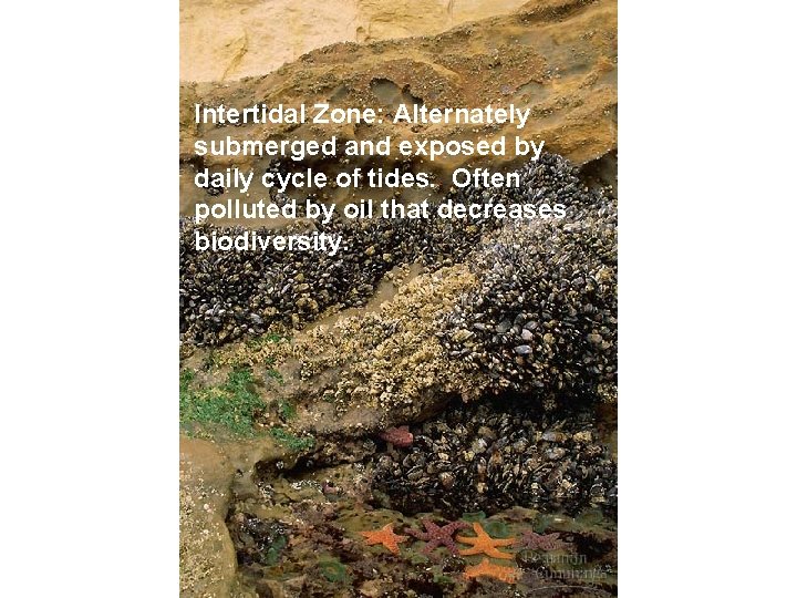 Intertidal Zone: Alternately submerged and exposed by daily cycle of tides. Often polluted by