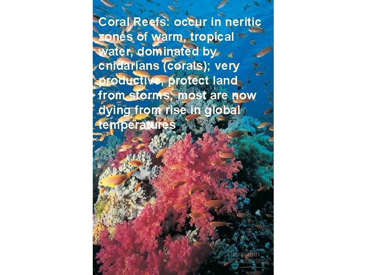 Coral Reefs: occur in neritic zones of warm, tropical water, dominated by cnidarians (corals);