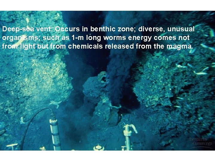 Deep-sea vent: Occurs in benthic zone; diverse, unusual organisms; such as 1 -m long