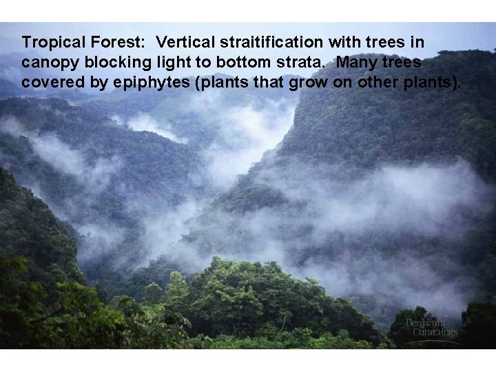 Tropical Forest: Vertical straitification with trees in canopy blocking light to bottom strata. Many