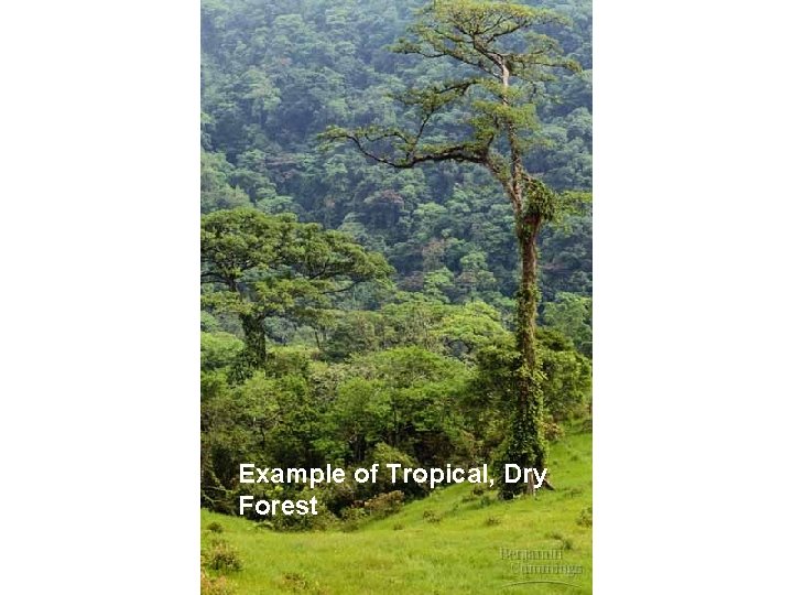 Example of Tropical, Dry Forest 
