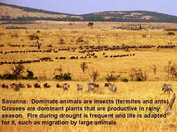 Savanna: Dominate animals are insects (termites and ants). Grasses are dominant plants that are