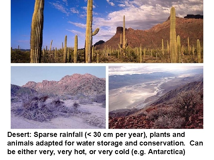 Desert: Sparse rainfall (< 30 cm per year), plants and animals adapted for water