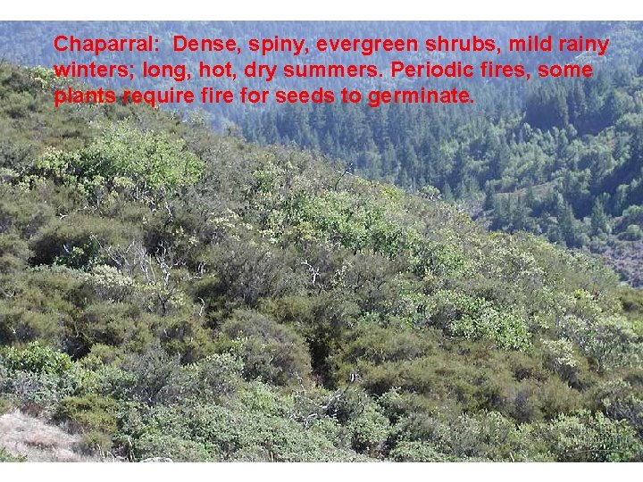 Chaparral: Dense, spiny, evergreen shrubs, mild rainy winters; long, hot, dry summers. Periodic fires,
