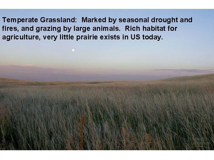 Temperate Grassland: Marked by seasonal drought and fires, and grazing by large animals. Rich