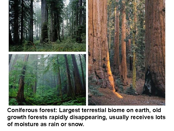 Coniferous forest: Largest terrestial biome on earth, old growth forests rapidly disappearing, usually receives