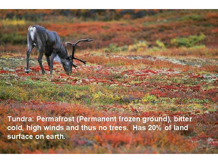 Tundra: Permafrost (Permanent frozen ground), bitter cold, high winds and thus no trees. Has