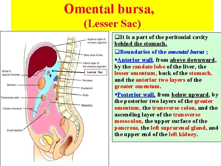 OMENTUM ANATOMY DEPARTMENT DR SANAA ALSHAARAWY Dr Essam OMENTUM ANATOMY DEPARTMENT DR SANAA ALSHAARAWY Dr Essam