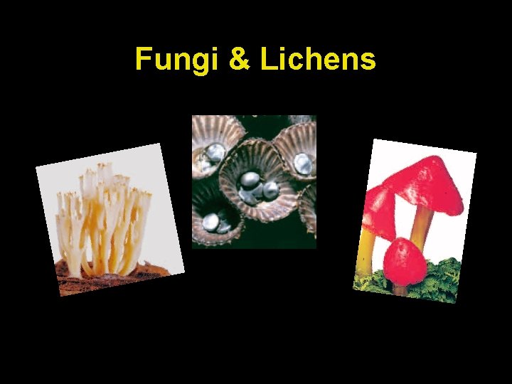 Fungi & Lichens 