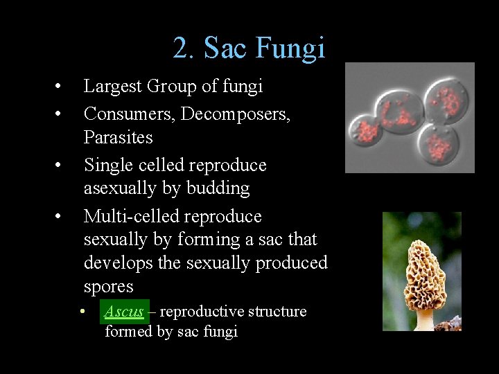 2. Sac Fungi • • Largest Group of fungi Consumers, Decomposers, Parasites Single celled