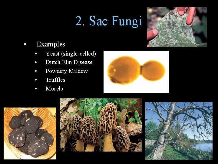 2. Sac Fungi • Examples • • • Yeast (single-celled) Dutch Elm Disease Powdery