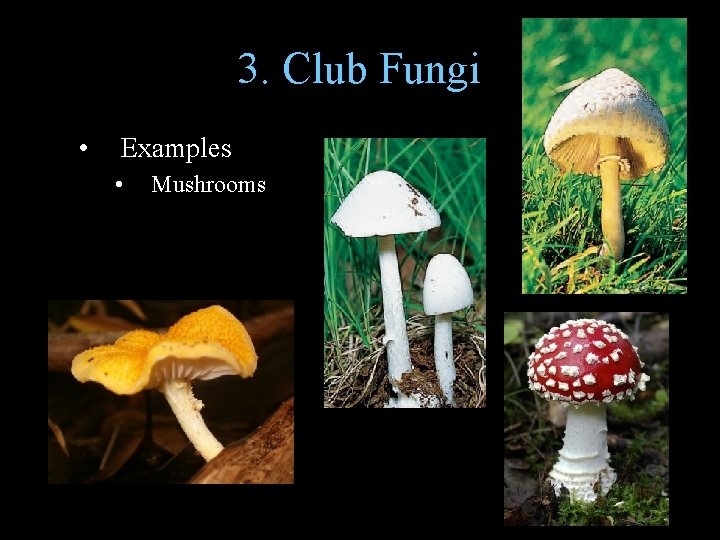 3. Club Fungi • Examples • Mushrooms 