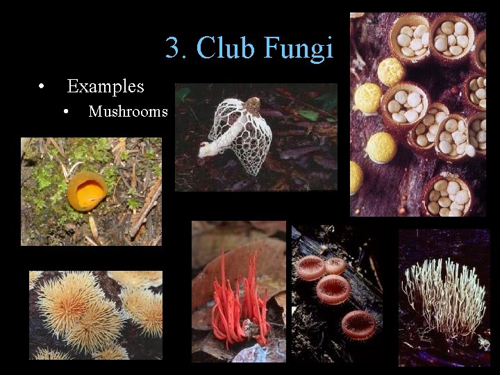 3. Club Fungi • Examples • Mushrooms 