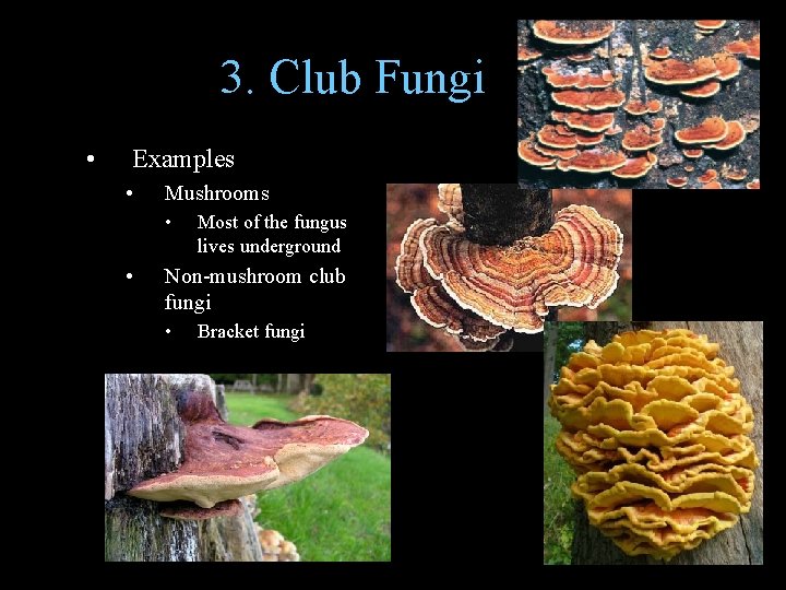 3. Club Fungi • Examples • Mushrooms • • Most of the fungus lives