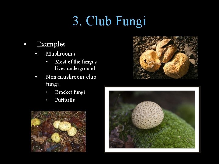 3. Club Fungi • Examples • Mushrooms • • Most of the fungus lives