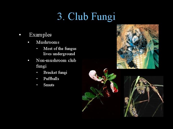 3. Club Fungi • Examples • Mushrooms • • Most of the fungus lives
