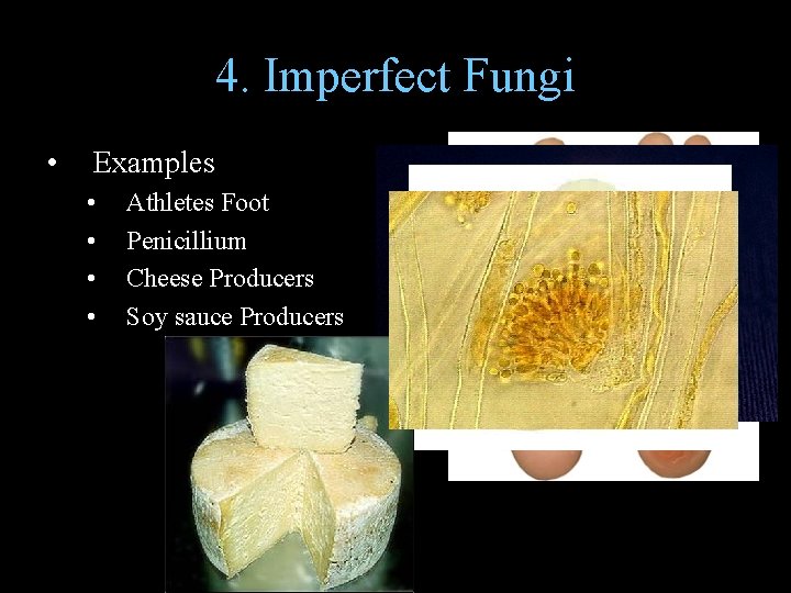 4. Imperfect Fungi • Examples • • Athletes Foot Penicillium Cheese Producers Soy sauce