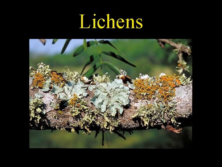 Lichens 