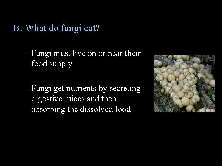 B. What do fungi eat? – Fungi must live on or near their food