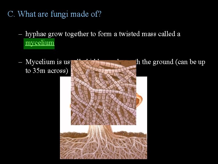 C. What are fungi made of? – hyphae grow together to form a twisted