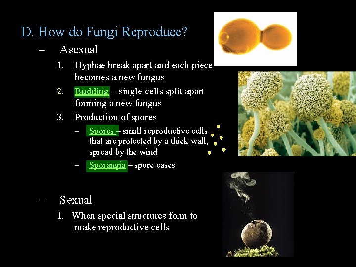 D. How do Fungi Reproduce? – Asexual 1. 2. 3. Hyphae break apart and