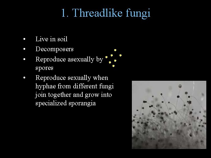 1. Threadlike fungi • • Live in soil Decomposers Reproduce asexually by spores Reproduce