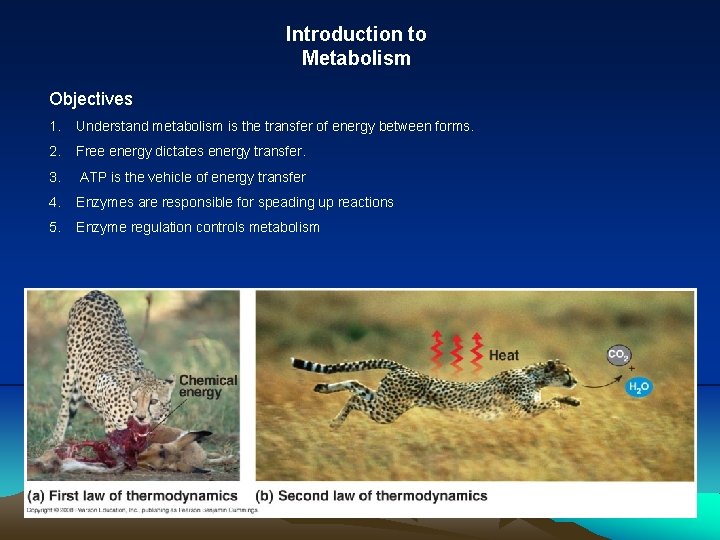 Introduction to Metabolism Objectives 1. Understand metabolism is the transfer of energy between forms.