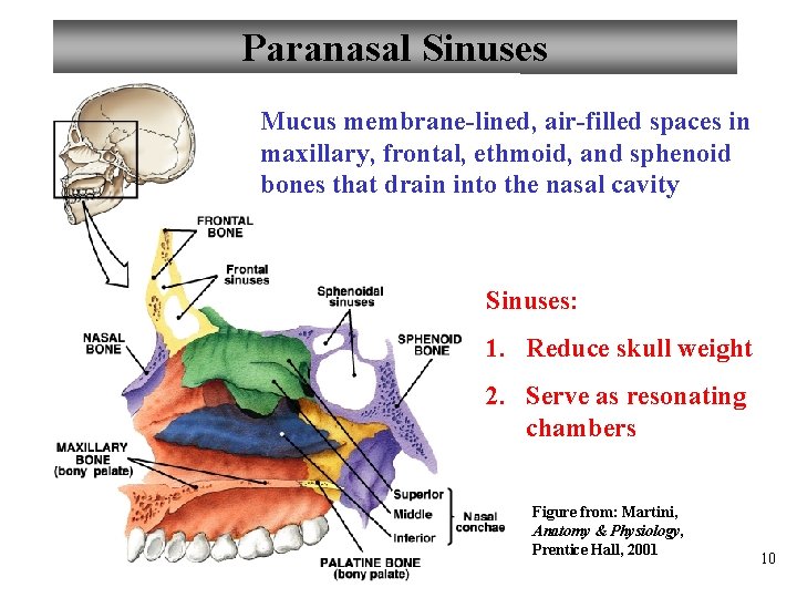 Paranasal Sinuses Mucus membrane-lined, air-filled spaces in maxillary, frontal, ethmoid, and sphenoid bones that