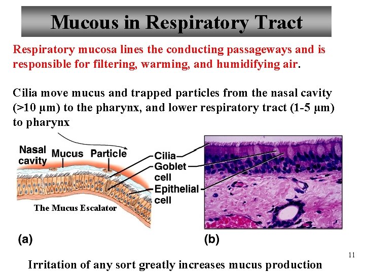 Mucous in Respiratory Tract Respiratory mucosa lines the conducting passageways and is responsible for