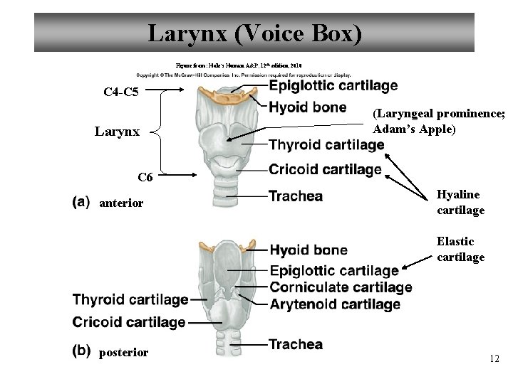 Larynx (Voice Box) Figure from: Hole’s Human A&P, 12 th edition, 2010 C 4