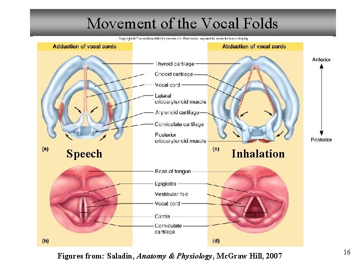 Movement of the Vocal Folds Speech Inhalation Figures from: Saladin, Anatomy & Physiology, Mc.
