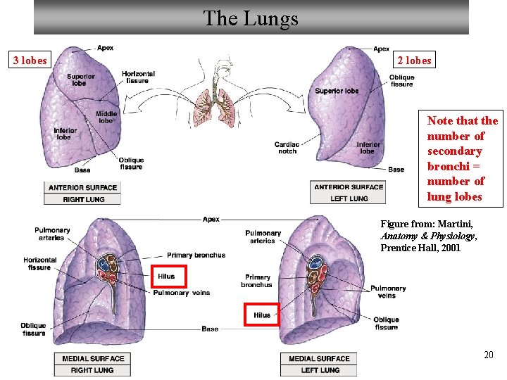 The Lungs 3 lobes 2 lobes Note that the number of secondary bronchi =
