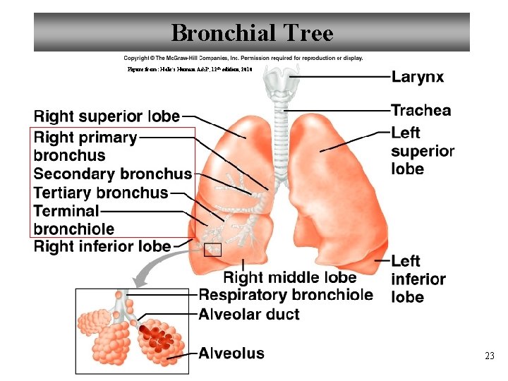 Bronchial Tree Figure from: Hole’s Human A&P, 12 th edition, 2010 23 