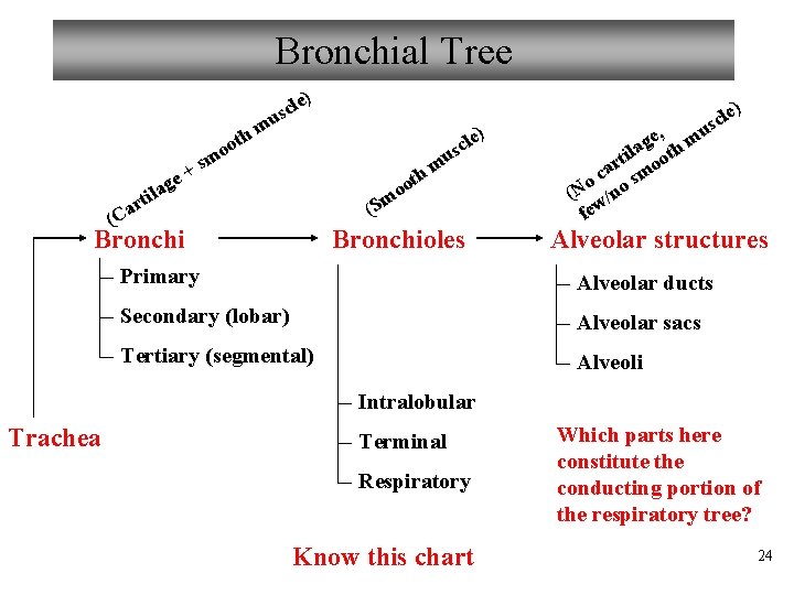 Bronchial Tree ) u m h e a (C lag i t r e