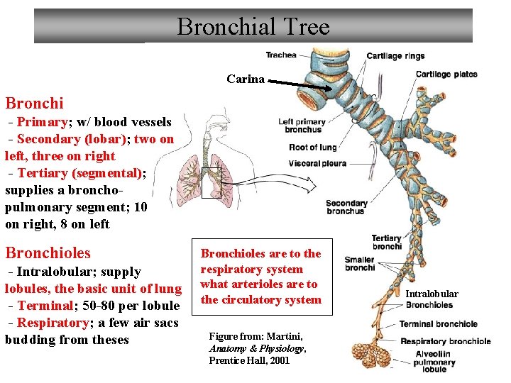 Bronchial Tree Carina Bronchi - Primary; w/ blood vessels - Secondary (lobar); two on