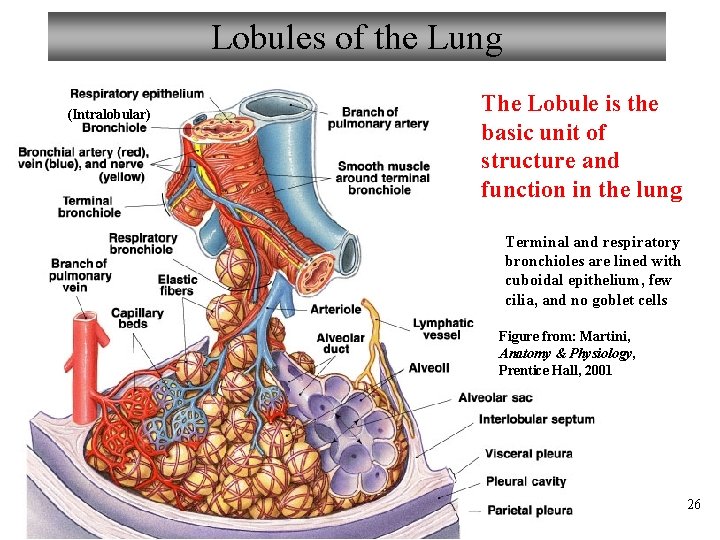 Lobules of the Lung (Intralobular) The Lobule is the basic unit of structure and