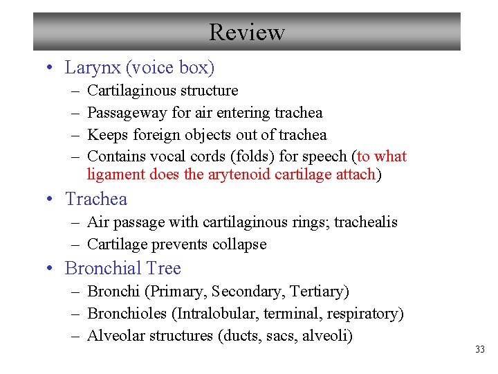 Review • Larynx (voice box) – – Cartilaginous structure Passageway for air entering trachea