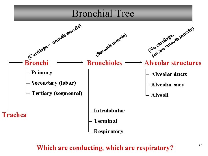Bronchial Tree ) u m h e a (C lag i t r e