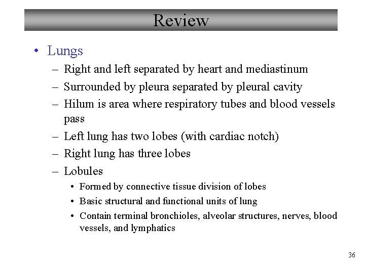 Review • Lungs – Right and left separated by heart and mediastinum – Surrounded