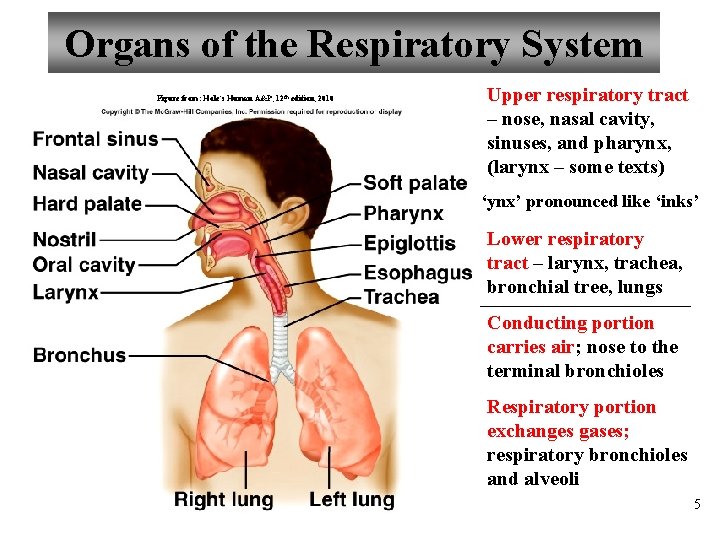 Organs of the Respiratory System Figure from: Hole’s Human A&P, 12 th edition, 2010