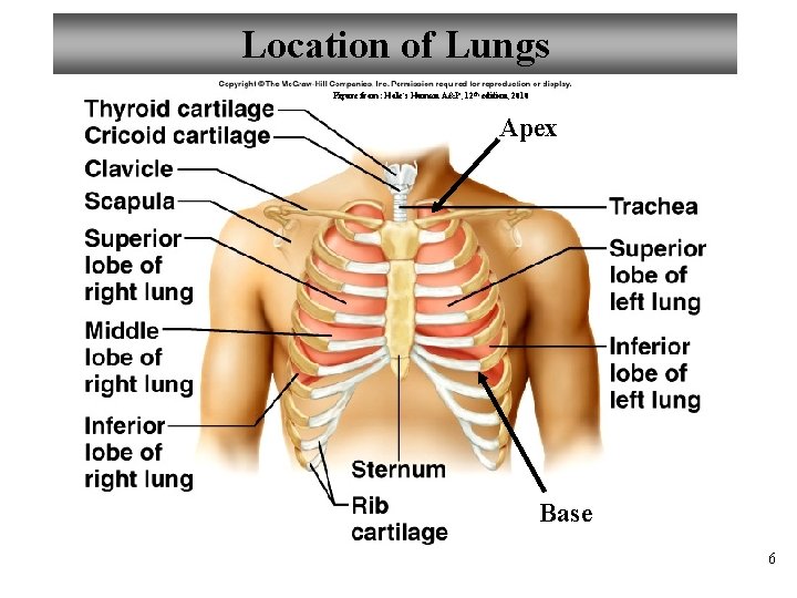 Location of Lungs Figure from: Hole’s Human A&P, 12 th edition, 2010 Apex Base