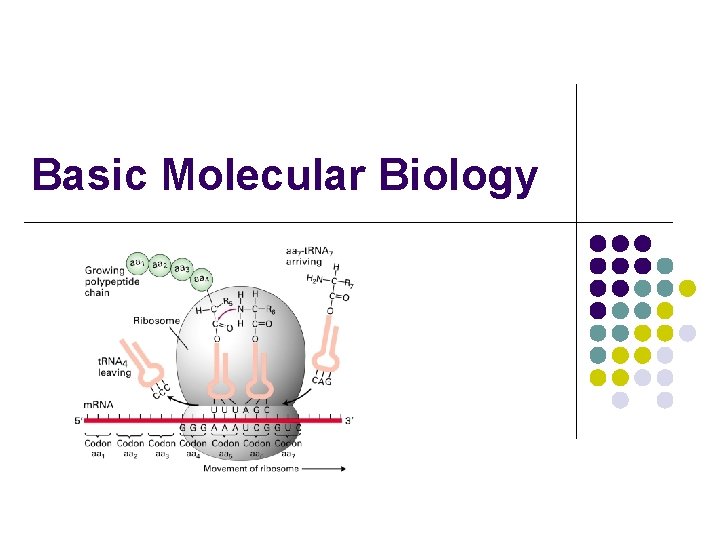 Basic Molecular Biology 