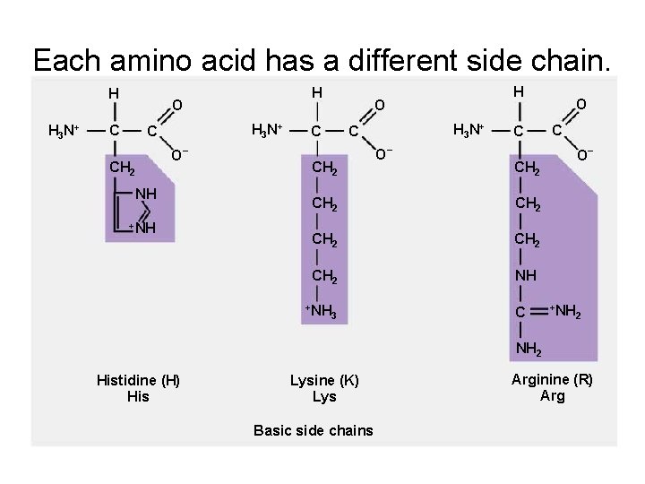 Each amino acid has a different side chain. H H 3 N+ H O