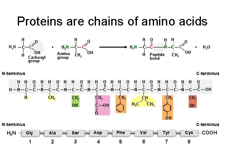 Proteins are chains of amino acids H H 2 N H O + C