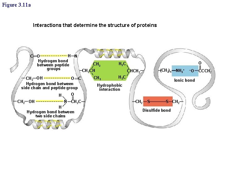 Figure 3. 11 a Interactions that determine the structure of proteins H N C